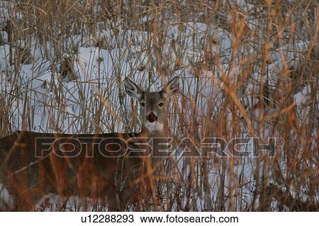 saskatchewan, whitetailed, scenic, doe, deer, closeup View Large Photo Image Stock Image - saskatchewan, whitetailed, scenic, doe, deer, closeup. Fotosearch