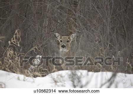 Picture - saskatchewan, whitetailed, scenic, winter, deer, two. Fotosearch