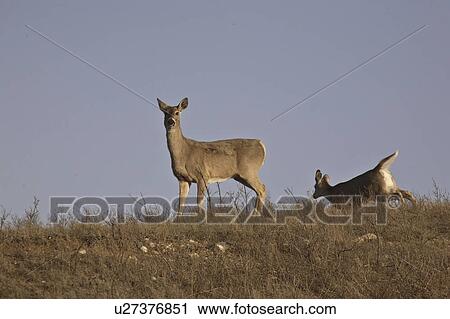 Stock Image - saskatchewan, whitetailed, scenic, ridge, deer, two. Fotosearch