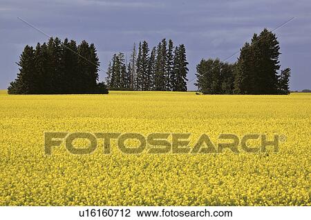 saskatchewan, yellow, scenic, canola, field, bright View Large Photo Image Stock Image - saskatchewan, yellow, scenic, canola, field, bright. Fotosearch