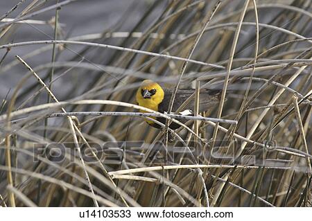 saskatchewan, yellowheaded, scenic, reeds, blackbird, male View Large Photo Image Stock Image - saskatchewan, yellowheaded, scenic, reeds, blackbird, male. Fotosearch
