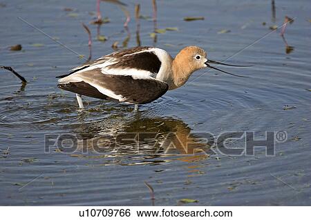 Stock Photograph - scenic, avocet, slough, shallow, shorebird, american. Fotosearch
