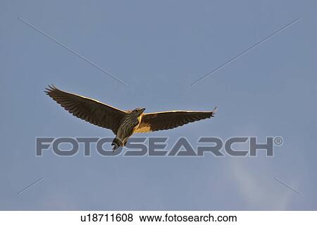 Stock Photo - scenic, bittern, lake, chaplin, flight, american. Fotosearch