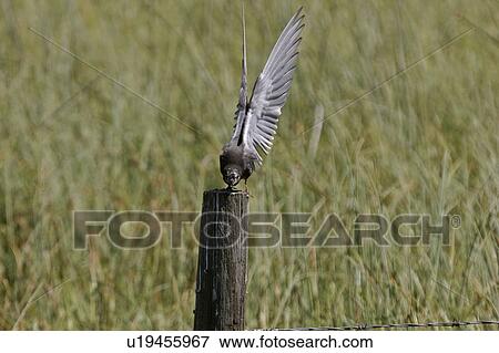 scenic, black, flight, take, tern, immature View Large Photo Image Stock Photo - scenic, black, flight, take, tern, immature. Fotosearch