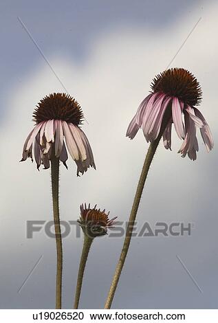 Stock Image - scenic, bloom, roadside, found, wildflower, robert. Fotosearch