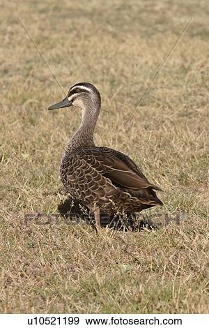 scenic, brown, island, south, duck, lone View Large Photo Image Stock Photo - scenic, brown, island, south, duck, lone. Fotosearch