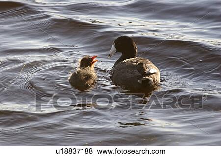 Stock Photo - scenic, coot, slough, young, its, american. Fotosearch
