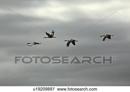 scenic, cranes, webb, west, flight, sandhill View Large Photo Image Stock Photo - scenic, cranes, webb, west, flight, sandhill. Fotosearch