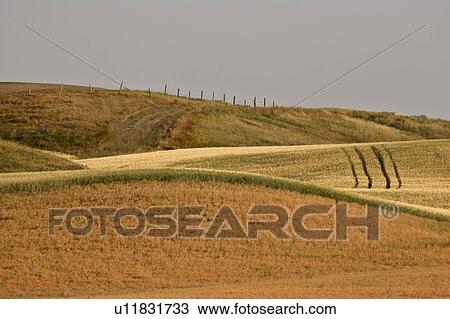 Stock Image - scenic, crops, coderre, north, hills, ripening. Fotosearch