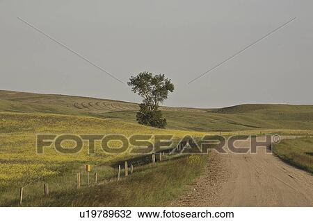 Stock Image - scenic, crops, coteau, missouri, growing, new. Fotosearch