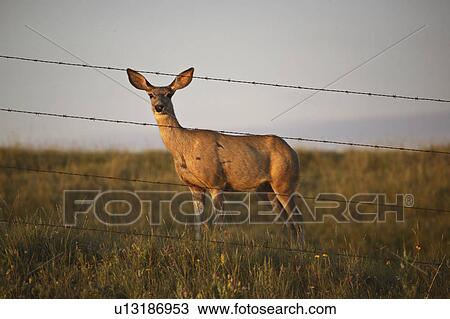 Stock Image - scenic, deer, fence, barbedwire, doe, mule. Fotosearch