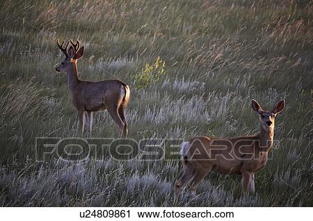 scenic, deer, field, doe, buck, mule View Large Photo Image Stock Image - scenic, deer, field, doe, buck, mule. Fotosearch