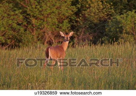 scenic, deer, sunset, light, low, whitetailed View Large Photo Image Stock Photo - scenic, deer, sunset, light, low, whitetailed. Fotosearch