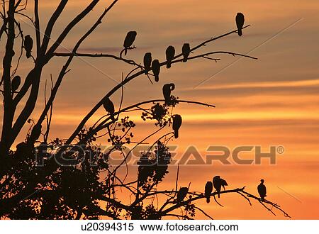 Stock Photography - scenic, doublecrested, sunset, tree, cormorants, colony. Fotosearch