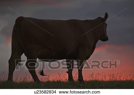 Picture - scenic, flying, dusk, silhouetted, bird, cow. Fotosearch