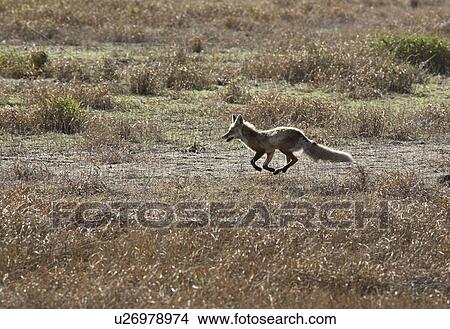 scenic, fox, field, through, running, red View Large Photo Image Picture - scenic, fox, field, through, running, red. Fotosearch