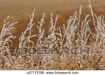 scenic, frost, plants, grass, dead, hoar View Large Photo Image Stock Photography - scenic, frost, plants, grass, dead, hoar. Fotosearch