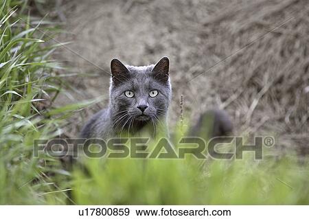 Stock Photo - scenic, gray, hunting, out, cat, slade. Fotosearch