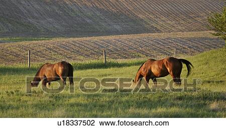 Stock Image - scenic, grazing, sets, sun, pasture, horses. Fotosearch
