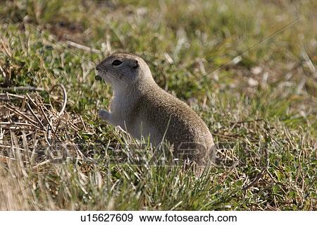 Stock Photo - scenic, ground, road, side, squirrel, richardsons. Fotosearch