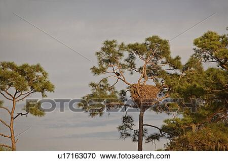 scenic, haliaeetus, usa, florida, eagle View Large Photo Image Stock Image - scenic, haliaeetus, usa, florida, eagle. Fotosearch