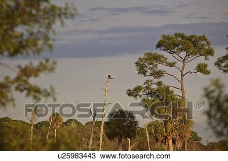 Stock Image - scenic, haliaeetus, usa, florida, eagle. Fotosearch