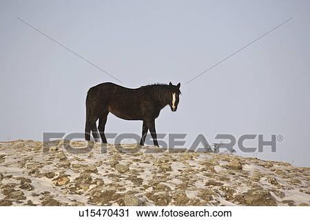 scenic, horse, hill, covered, snow, black View Large Photo Image Stock Image - scenic, horse, hill, covered, snow, black. Fotosearch