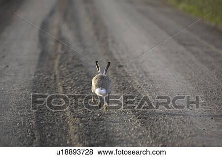 Stock Photo - scenic, jackrabbit, road, country, running, whitetailed. Fotosearch