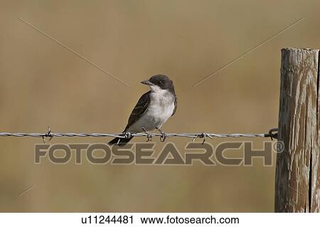 scenic, kingbird, strand, wire, barbed, eastern View Large Photo Image Stock Image - scenic, kingbird, strand, wire, barbed, eastern. Fotosearch