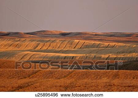 scenic, light, field, stubble, sunrise, low View Large Photo Image Stock Photograph - scenic, light, field, stubble, sunrise, low. Fotosearch