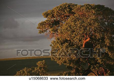 scenic, lighting, tree, sun, setting, low View Large Photo Image Stock Image - scenic, lighting, tree, sun, setting, low. Fotosearch