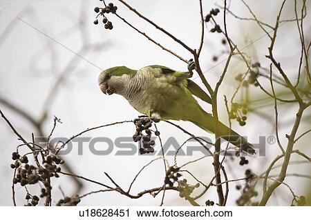 Stock Image - scenic, parakeet, tree, parrot, quaker, monk. Fotosearch