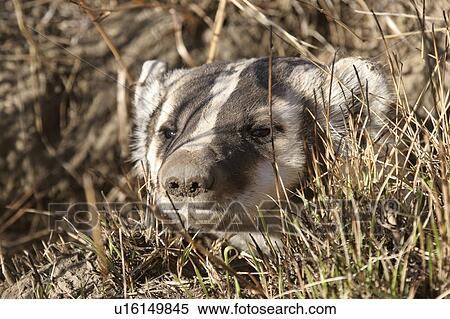 Stock Photography - scenic, peaking, hole, its, out, badger. Fotosearch