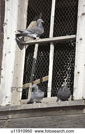 Stock Image - scenic, pigeons, building, old, window, feral. Fotosearch