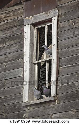 Stock Photo - scenic, pigeons, building, old, window, feral. Fotosearch