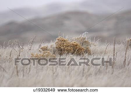 Stock Photo - scenic, plants, frost, hoar, covered, natural. Fotosearch
