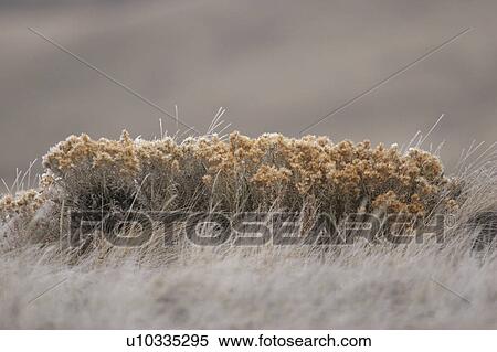 scenic, plants, frost, hoar, covered, natural View Large Photo Image Stock Photography - scenic, plants, frost, hoar, covered, natural. Fotosearch