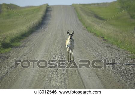 scenic, pronghorn, road, country, antelope, male View Large Photo Image Stock Photograph - scenic, pronghorn, road, country, antelope, male. Fotosearch