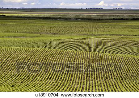 Picture - scenic, rows, grain, growing, new, neat. Fotosearch