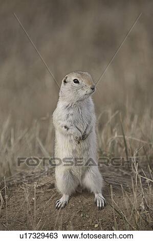 Stock Image - scenic, scarred, squirrel, ground, richardsons, slightly. Fotosearch