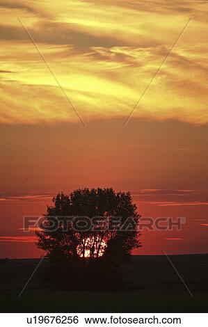 Stock Photograph - scenic, setting, tree, lone, behind, sun. Fotosearch