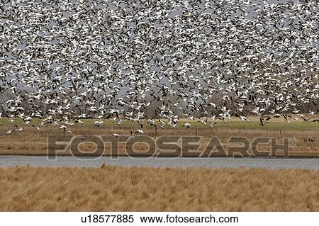 Stock Photography - scenic, snow, lake, diefenbaker, geese, thousands. Fotosearch