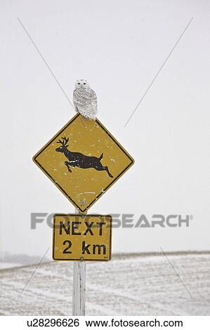 scenic, snowy, sign, deer, owl, female View Large Photo Image Stock Photograph - scenic, snowy, sign, deer, owl, female. Fotosearch
