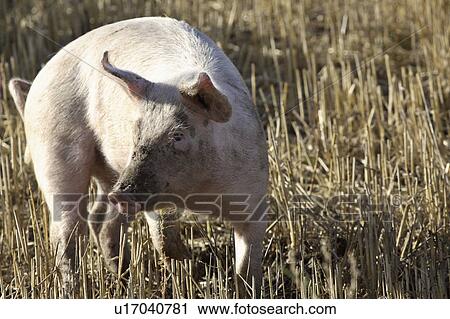 scenic, stubble, keeler, west, field, piglet View Large Photo Image Stock Image - scenic, stubble, keeler, west, field, piglet. Fotosearch