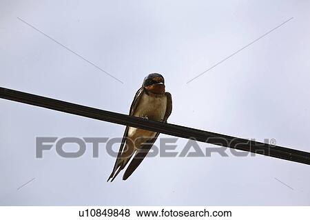 scenic, swallow, wires, overhead, perched, barn View Large Photo Image Stock Photo - scenic, swallow, wires, overhead, perched, barn. Fotosearch