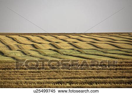 scenic, swathes, orkney, west, field, hay View Large Photo Image Stock Photography - scenic, swathes, orkney, west, field, hay. Fotosearch