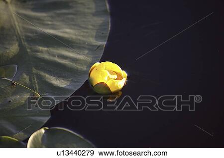 scenic, water, lake, lynx, lily, yellow View Large Photo Image Stock Photo - scenic, water, lake, lynx, lily, yellow. Fotosearch