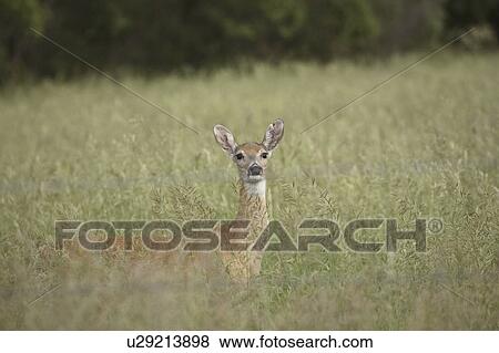 scenic, whitetailed, grass, tall, deer, doe View Large Photo Image Stock Photo - scenic, whitetailed, grass, tall, deer, doe. Fotosearch