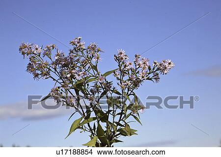 scenic, wildflower, ditch, roadside, found, aster View Large Photo Image Picture - scenic, wildflower, ditch, roadside, found, aster. Fotosearch