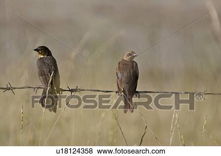 scenic, yellowheaded, young, its, blackbird, female View Large Photo Image Stock Photo - scenic, yellowheaded, young, its, blackbird, female. Fotosearch